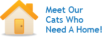 Meet our cats who need a home